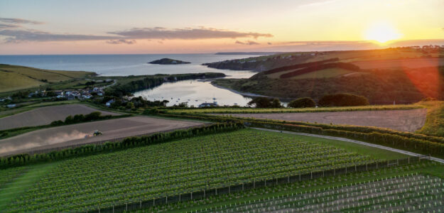 Bantham Estate Vineyard